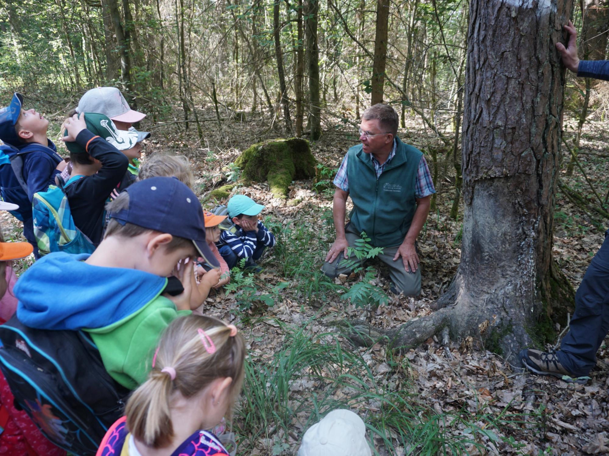 Mit dem Förster in den Wald