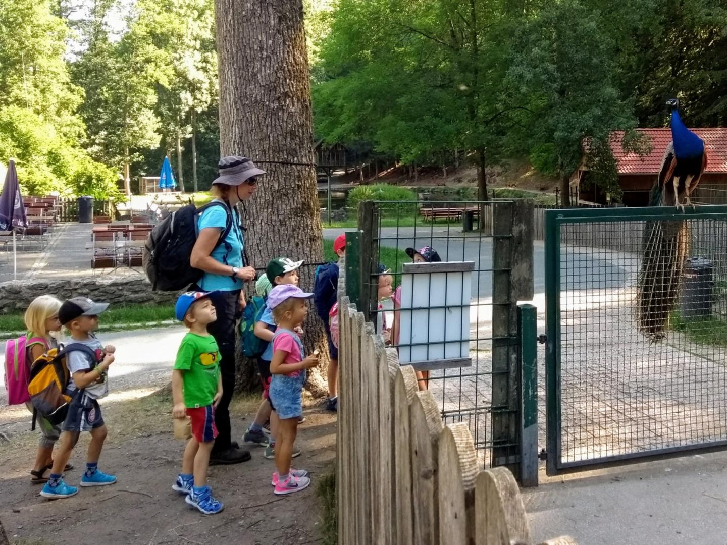 Bei Wisent und Elch - Ein Ausflug nach Hundshaupten (c) Kindergarten